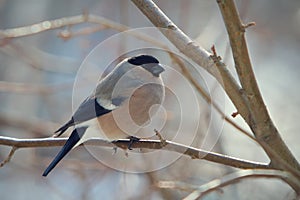 Bullfinch perched on a branch photo