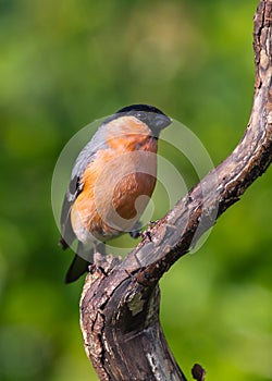 Bullfinch (Pyrrhula pyrrhula)