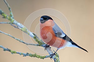 Bullfinch (Pyrrhula pyrrhula)