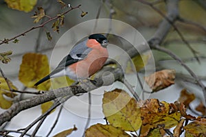 Bullfinch, Pyrrhula pyrrhula