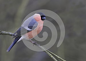 Bullfinch (Pyrrhula pyrrhula)