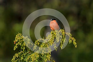 Bullfinch - Pyrrhula pyrrhula