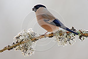 Bullfinch, Pyrrhula pyrrhula, sitting on yellow lichen branch, Sumava, Czech republic, Female grey songbird with green and yellow