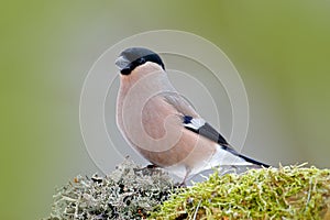 Bullfinch, Pyrrhula pyrrhula, sitting on yellow lichen branch, Sumava, Czech republic, Female grey songbird with green and yellow