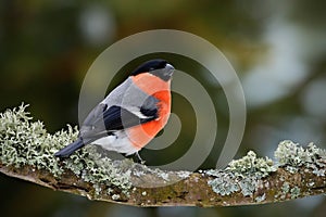 Bullfinch, Pyrrhula pyrrhula, sitting on yellow lichen branch, Sumava, Czech republic, red male songbird with green and yellow