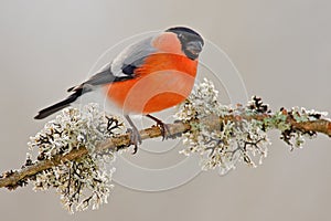 Bullfinch, Pyrrhula pyrrhula, sitting on yellow lichen branch, Sumava, Czech republic, red male songbird with green and yellow cle photo