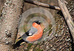 The bullfinch with a red breast