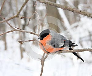 The bullfinch with a red breast