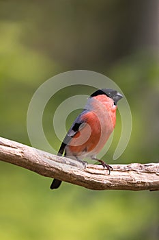 Bullfinch, red male bird isolated on green background