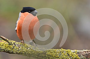 A bullfinch with salmon red breast feathers