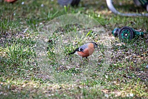 Bullfinch searches for forage in the grass