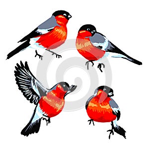 Bullfinch set of birds with red breast art style vector illustration