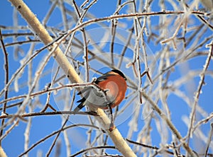 Bullfinch sits on a branch