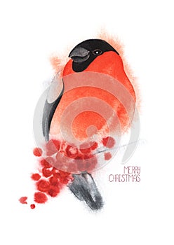 Bullfinch sits on a branch with berries. Red winter bird. Merry Christmas lettering. Christmas card. Hand drawn watercolor