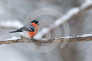 Bullfinch sits on a icy branch
