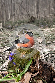 The bullfinch sits on the stub covered with a moss in the early