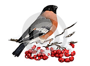 Bullfinch sitting on snowcovered branch of mountain ash. Winter nature. White background