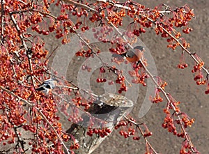 Evviva sul un albero gru frutti di bosco 