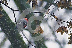 Bullfinch on a tree branch at winter day in Europe. Natural background.