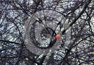 Bullfinch on a tree branch at winter day in Europe. Natural background. Bullfinches fly from the forest to the city in winter in s