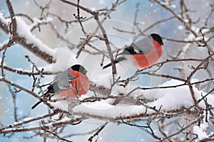 Bullfinch winter birds img