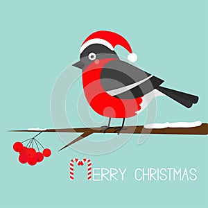 Bullfinch winter red feather bird sitting on rowan rowanberry sorb berry tree branch. Santa hat. Merry Christmas greeting card. Ca