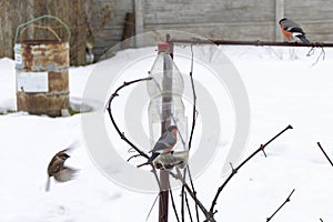 Bullfinches in the feeder in winter. Selective focus