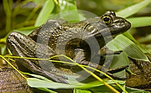 Bullfrog 1