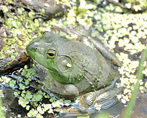 Bullfrog