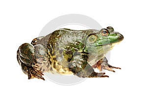 Bullfrog