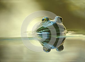 Bullfrog