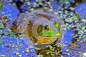 Bullfrog