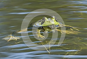 Bullfrog