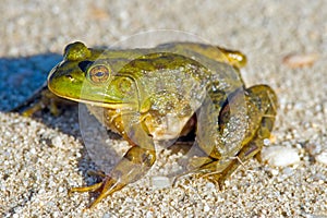 Bullfrog