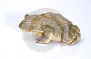 Bullfrog