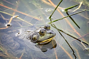 Bullfrog