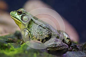 Bullfrog