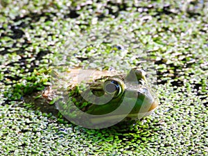 Bullfrog in a Duck Weed Covered Pond Closeup