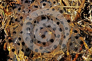 Bullfrog Eggs in pond water in Summer