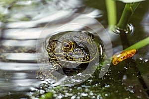 Bullfrog in a Florida Fishpond