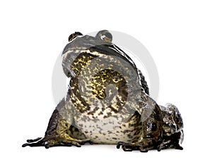 Bullfrog in front of a white background