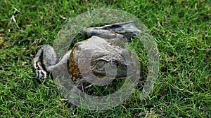 Bullfrog in Grass