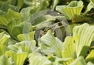 Bullfrog and green water lettuce