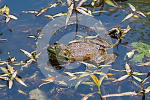 Bullfrog hanging out floating at the top of a pond
