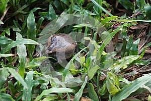 Bullfrog hid under the grass and swelled to grow in size to frighten enemies