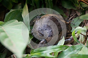 Bullfrog hid under the grass and swelled to grow in size to frighten enemies