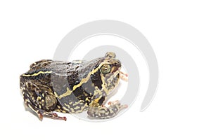 Bullfrog isolate on white