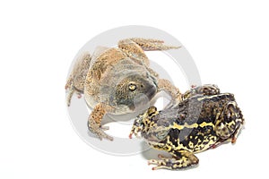 Bullfrog isolate on white