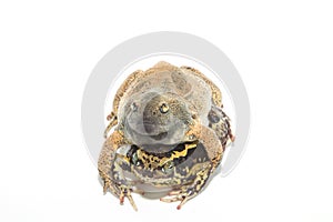 Bullfrog isolate on white