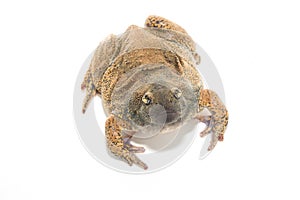 Bullfrog isolate on white